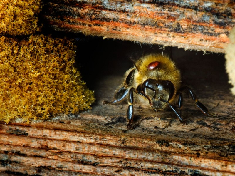 Mite rides on adult bee