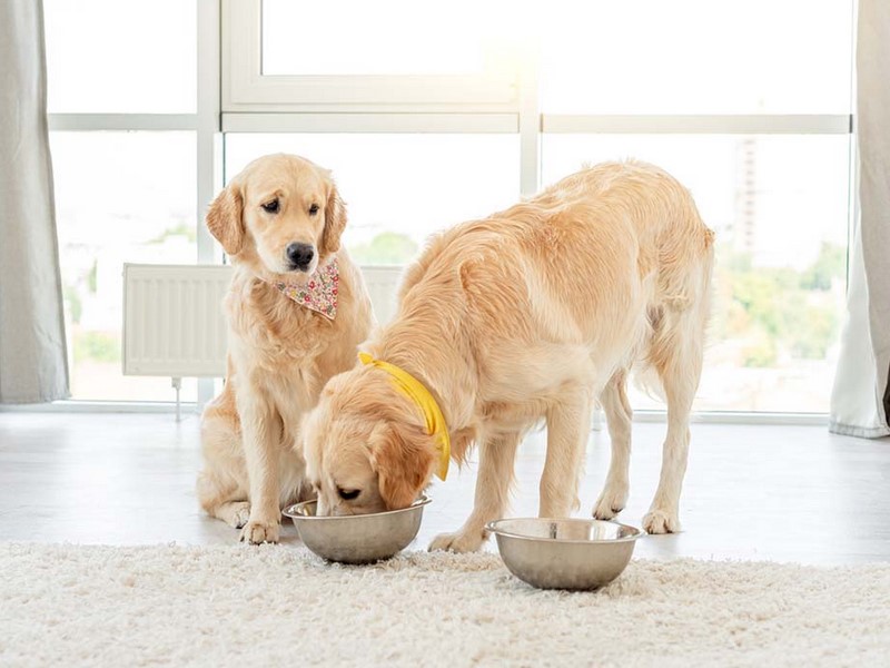 cold-pressed dog food